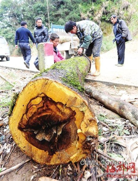 被砍的樹木被村民追回。